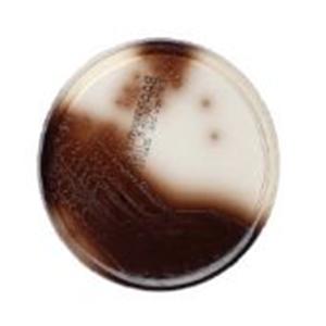 Bile Esculin Azide Agar Culture 15x103mm Slant Tube 20/Pk