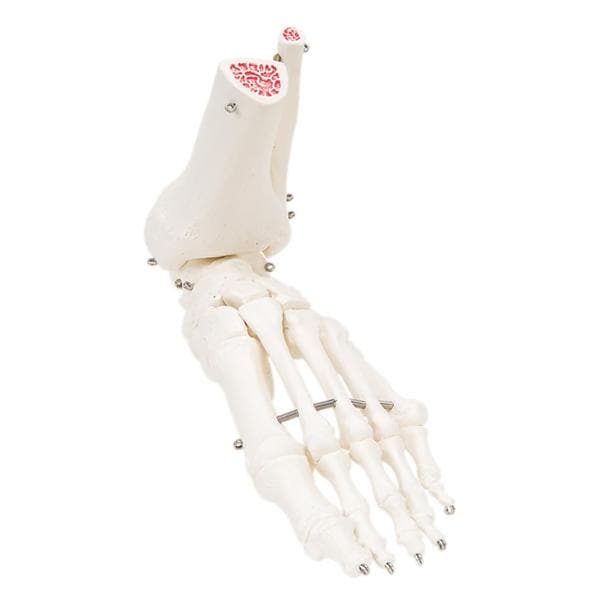 3B Scientific Foot & Ankle Anatomical Model Ea