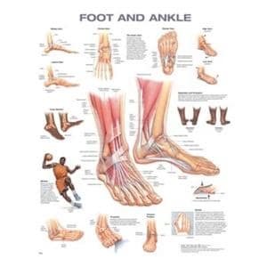 Foot And Ankle 20x26" Anatomical Chart Ea