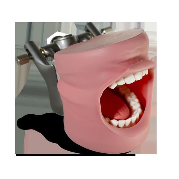 Acadental Mouth Hygiene Model Ea