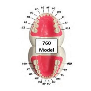 Ivorine #N 760 Series Peds Typodonts Replacement Pedo Unisex Tooth Ea