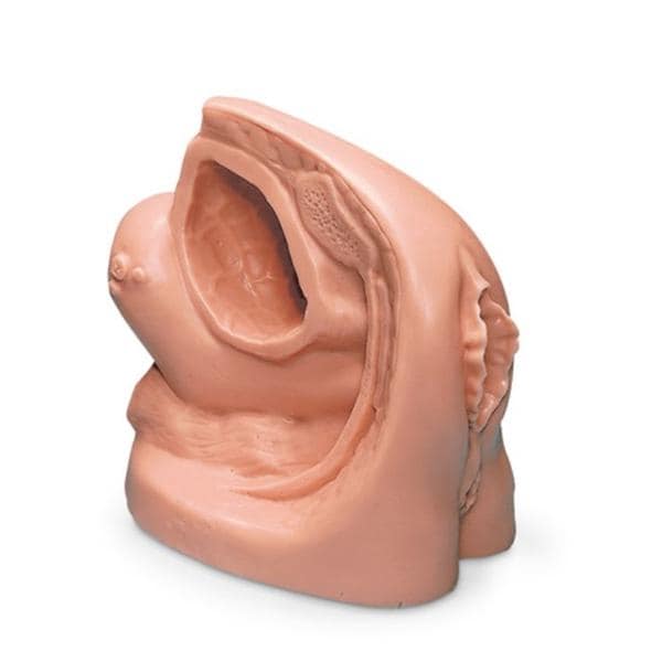 Life/form Catheterization Adult Female Simulator Ea