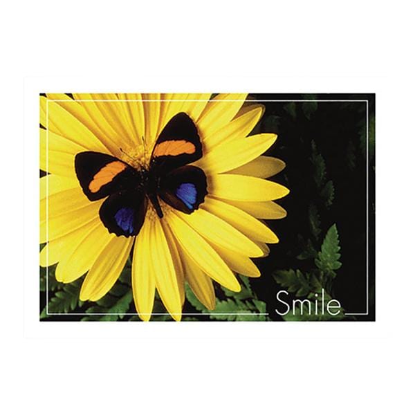 Imprinted Recall Cards Butterfly Smile 4 in x 6 in 250/Pk
