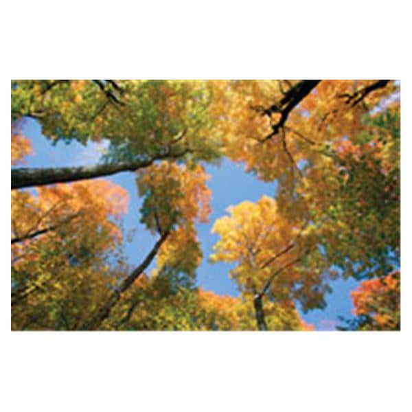 CeilingScenes Acoustic Tile Maple Tree 4-Tiles Square 24 in x 24 in Ea