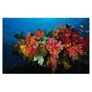 CeilingScenes Acoustic Tile Coral Reef 2-Tiles Horizontal 24 in x 24 in Ea