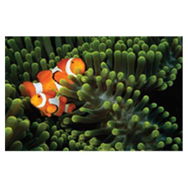CeilingScenes Acoustic Tile Clown Fish 4-Tiles Square 24 in x 24 in Ea