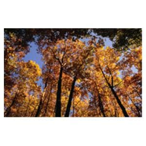 CeilingScenes Acoustic Tile Canopy 2-Tiles Vertical 24 in x 48 in Ea