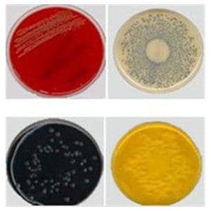 Culture Thayer Martin Agar Improved Plate 10/Pk