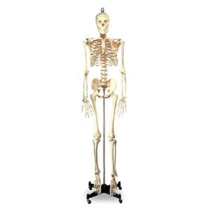 Budget Bucky Metal Stand Anatomical Skeleton Adult Model Ea