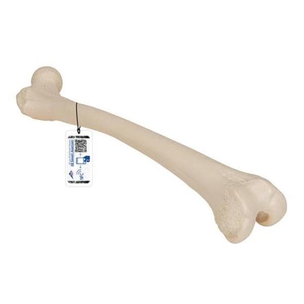3B Scientific Femur Bone Model Ea