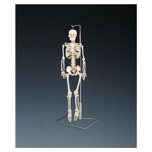 Mr. Thrifty Skeleton Anatomical Model EA