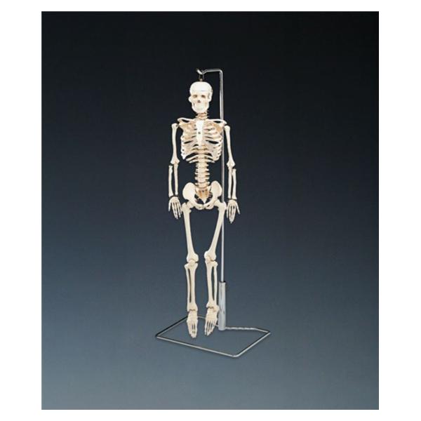 Mr. Thrifty Skeleton Anatomical Model EA