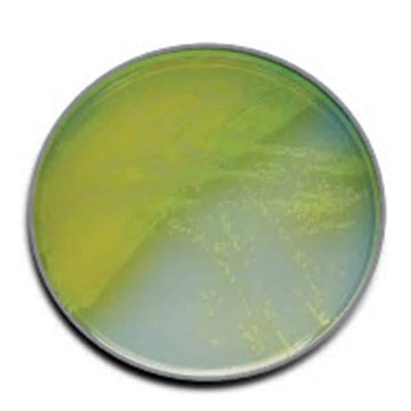 BBL Prepared Media Pseudosel Agar Cetrimide Plate 10/Pk